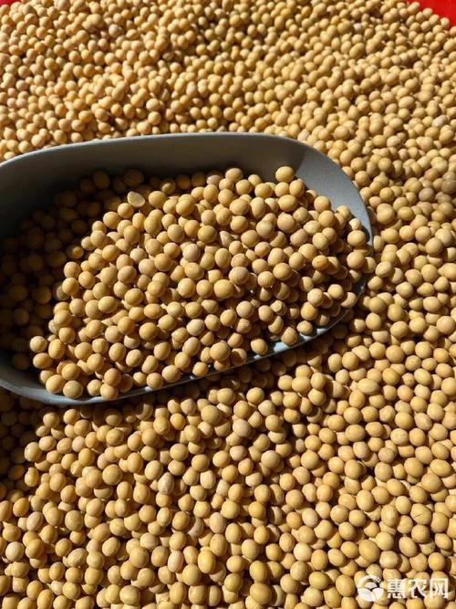 大豆油品牌选购指南 元宝、福掌柜、福临门谁更值得买？